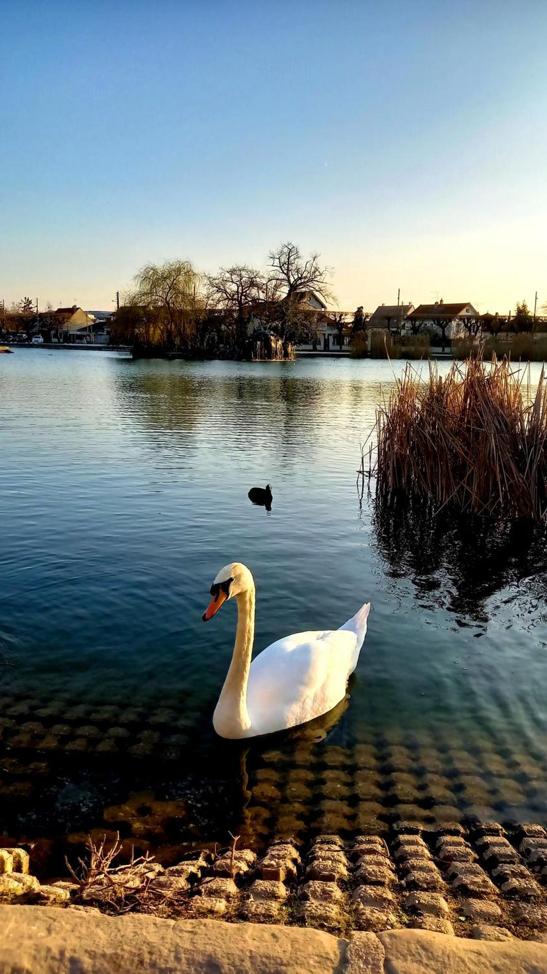 Appartement Cosy ,Wifi ,Gare "Le Refuge Du Lac" Vigneux-sur-Seine Exterior foto